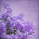 Glockenblumen Glockenblumen